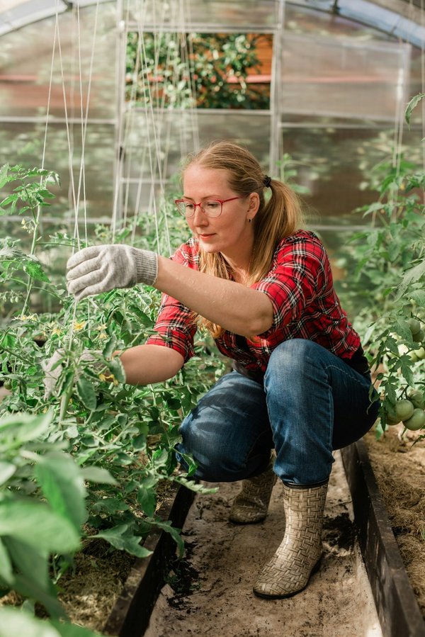 Clips pour serre : fixation robuste et fiable